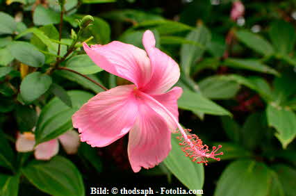 Hibiskusblüte Hibiskusblüte