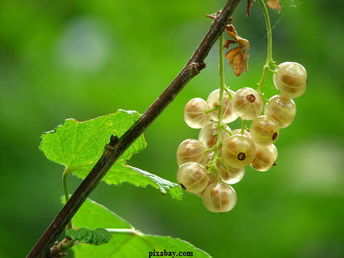 currant-372627_1920