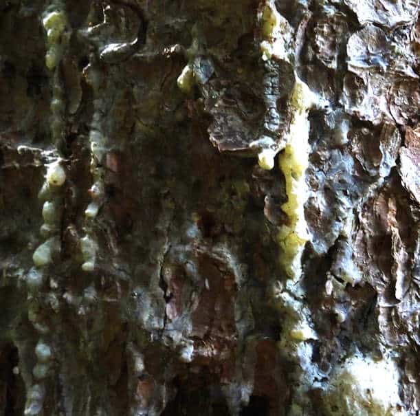 Kleber selber machen aus Baumharz