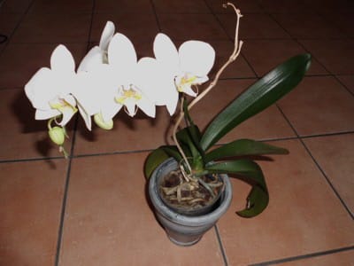 Orchideen nach der Blüte zurückschneiden