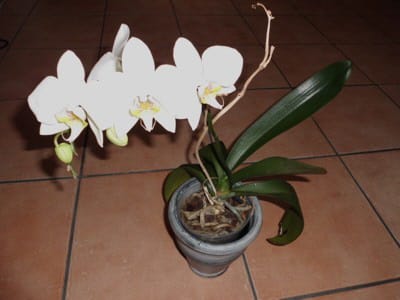 Orchideen nach der Blüte zurückschneiden