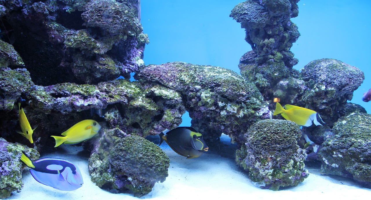 Vorteile eines Aquariums zu Hause - Frag-den-heimwerker.com