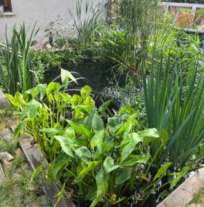 Gartenteich anlegen: Die Teichrandgestaltung